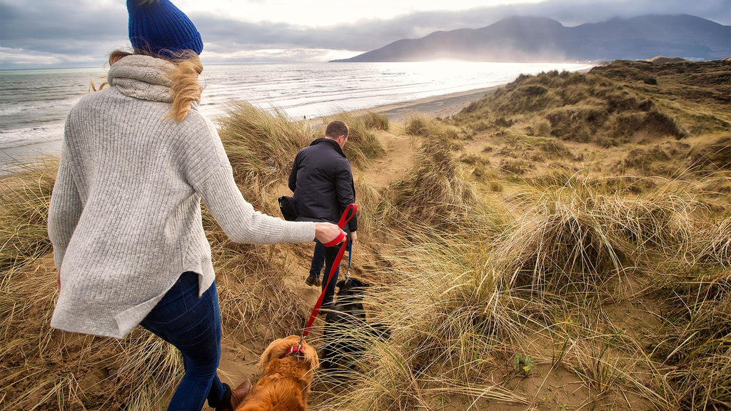 Delightful Doggy Destinations for Summertime In Northern Ireland