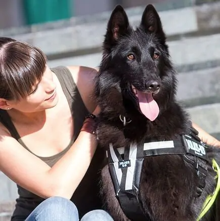 Julius K9 Y-Belt – Pet Country